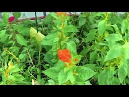 Watering The Flower Farm And Watering Tips, Looking For Pests