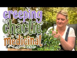 Creeping Charlie Medical Uses (Glechoma hederacea)