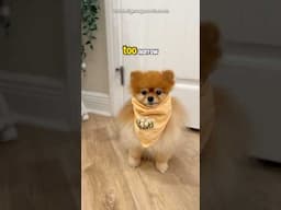 For years I couldn’t find a bandana that worked for my Pomeranian…