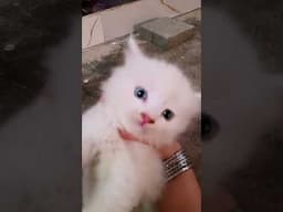 New kittens #cat #shorts #trending