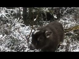 Fresh snow and goat in the woods