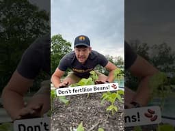 Don’t Fertilize Your Beans Here’s WHY! #gardening #garden #gardeningtips #shorts