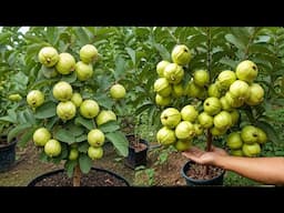 🪴Graft your guava trees for high yields using some secret methods