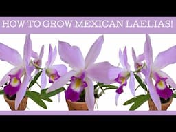 How to grow Mexican cool climate Laelias!