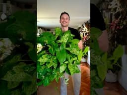 Do you grow your syngoniums climbing or crawling ? #syngoniummojito