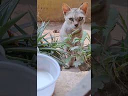 Small happiness #catlover #lipshaworld #gardening #indoorplants #gardeningideas #organicfertilizer