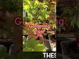 Gardening tips #gardening #japanesemaple