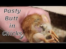 Poopy Butt in Chicks - Easy Fix to a Pasted Vent