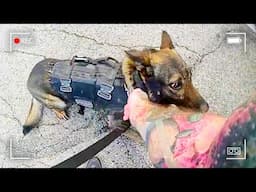 Cop Snaps After Police Dog Makes a Mistake