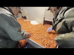Shrimp Fishing 2025