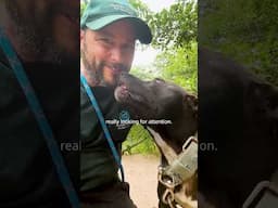 Dogs saved from alleged dogfighting