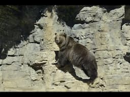 Saint Louis Zoo Live Stream