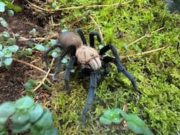 Birupes simoroxigorum, Neon Blue Leg  rehouse and care