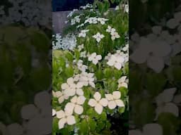 Cornus kousa ‘White Dame’ Looking Amazing #gardening #flowers #plants #reels #shorts #viralvideo
