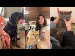 Funniest Animals 😄 New Funny Cats and Dogs Videos 😹🐶 - #12