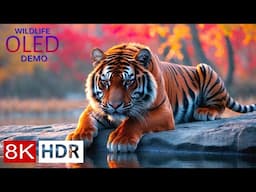 8K HDR ANIMAL KINGDOM – Stunning Wildlife Footage
