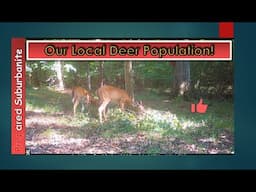 Our Local Deer Population!