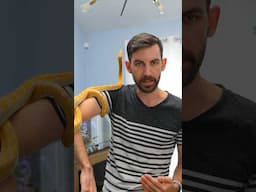 Why the LARGEST snake in the world is a good pet #reptile