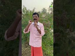 തുവര കൃഷി :കൃഷി ചെയ്യാൻ വളരെ ഈസി Thuvara Krishi