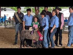 Why US sheep breeders are choosing UK genetics