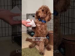 Keep it clean (and gentle) with the new Paul Mitchell Pet Fragrance Free Wipes 🐶