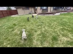 A Morning Surprise | Life With Schnauzers