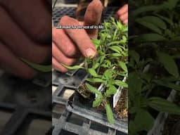 When to Pot Up Seedlings