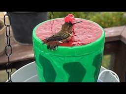 DIY Hanging Hummingbird Water Fountain Cup Bird Bath NO AC or Solar Powered PORTABLE