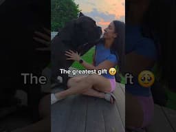Cane Corso Loves Her 🥹 #canecorso #dog #shorts