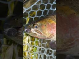 Choosing The RIGHT Leader & Tippet Size For Fly Fishing