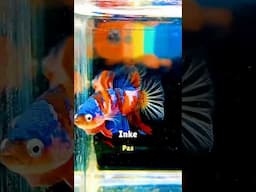 Online Buy Beautiful Betta Fish 🐟 😍 #aquarium #fishtank #bettafish #bettafishbreeding