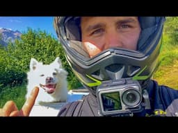 Dog on the Stelvio Pass! Motorcycling couple rides with pet dog RIDEVLOG
