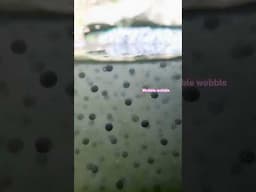 Wobble what?? #dance #shake #music #underwater