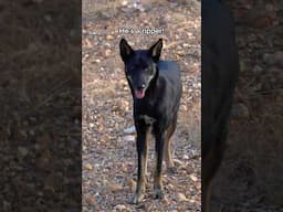 First Black Dingo! #superrare