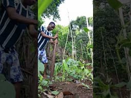 Into the farmland, Yam support #yam