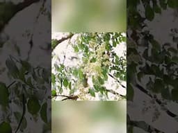 Millennium crape myrtle blossoms in Guizhou