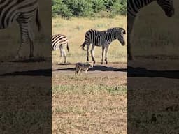 Black Backed Jackal Joins Zebra Trio at Kruger Dam  Unique Predator & Prey Encounter. #wildlife