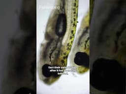 Fish fry under a microscope