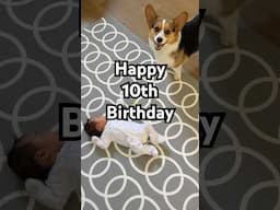 Happy 10th Birthday #corgi #dog #shorts