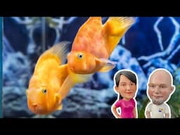 Live Fish Tank Chat! Freshwater Aquarium Talk!