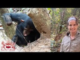 Chimpanzee Engineering Prowess | Making the Best Tools for the Job