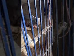 Heavy Bully Dog Cage Main Phans Gea😱#samadpetsvlog #hammadpethouse #shehrmedihat #unfrezzmyaccount