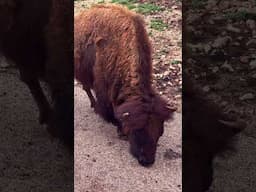 Say Hello To A Bison At The Natural Bridge Wildlife Ranch: Look But Don't Touch :)