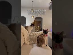 my cats trying to explain why they need another meal after 5 minutes