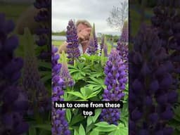Lovely lupins. #garden #gardening #lupin #gardening