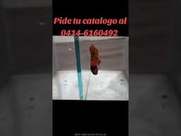 22 de abril de 2025