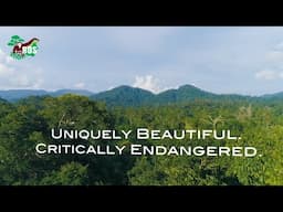 ORANGUTANS - UNIQUELY BEAUTIFUL - CRITICALLY ENDANGERED.