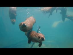 Toledo Zoo | This Summer, Celebrations Will Be Mighty!