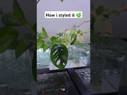 Dollar Tree Plant Hack