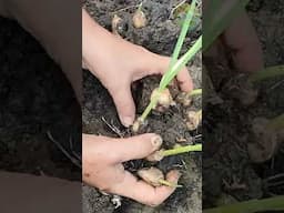 Unusual Plant Life: Bawang and Other Curiosities